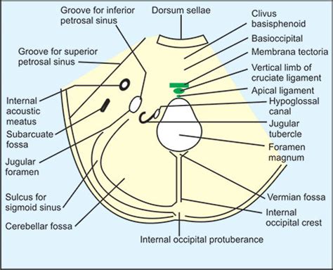 Posterior Cranial Fossa