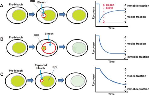 Figure 3 Photobleaching Methods Used To Study Chromatin Protein