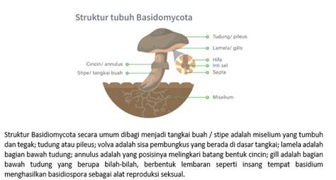 Gambarkan Struktur Jamur Zygomycotinaascomicotina