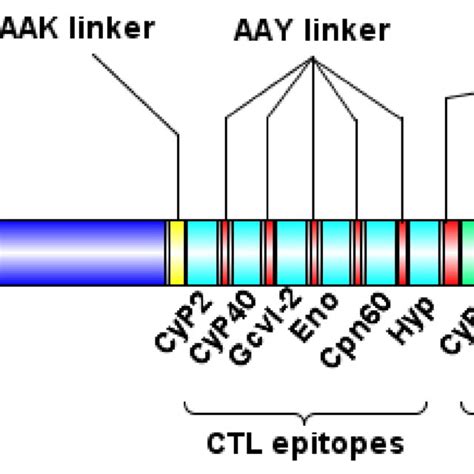 Schematic Representation Of The Designed Multi Epitope Chimeric