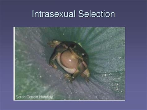 Ppt Sexual Selection Powerpoint Presentation Free Download Id473300