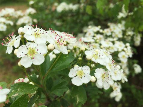3700 White Hawthorn Blossom Stock Photos Pictures And Royalty Free