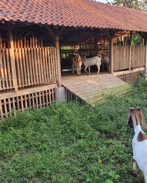 Tipe Kandang Kombinasi Cocok Untuk Segala Jenis Kambing Dan Domba