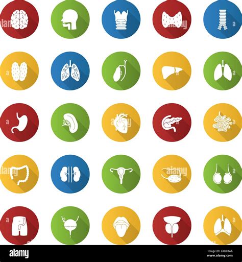 Internal Organs Flat Design Long Shadow Glyph Icons Set Respiratory