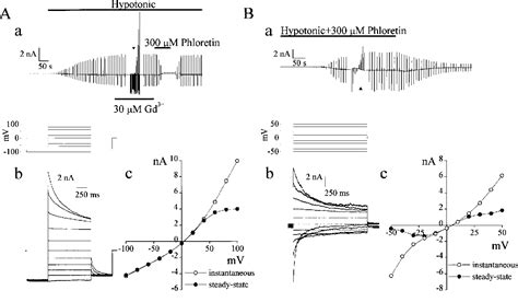 Figure From Volume Dependent Atp Conductive Large Conductance Anion