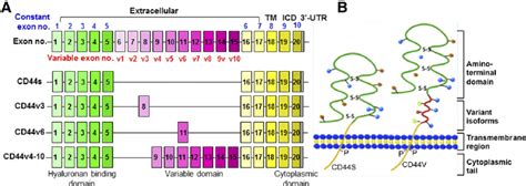 Diagrammatic Structure Of CD44 Gene And Protein A Schematic