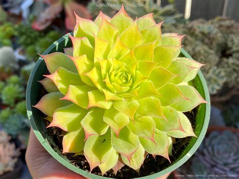 Sempervivum 'Gold Nugget' - World of Succulents