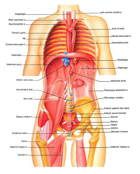 Organs Within Ribcage / Rib Cage : Ribcage Stock Photos, Images ...