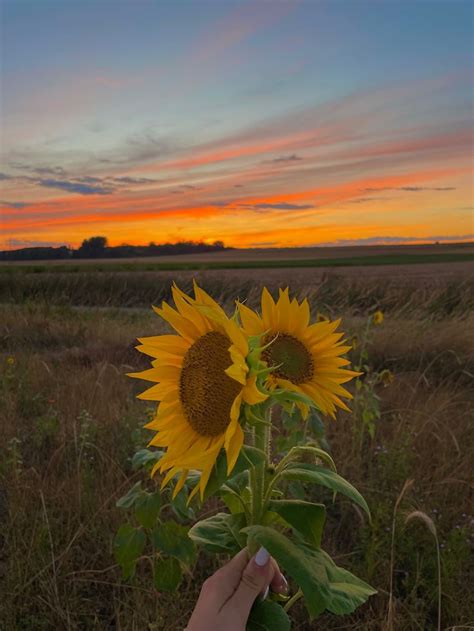 Sunflower Field at Sunset