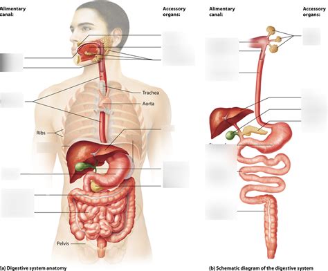 Anatomy Of The Digestive System Quizlet Anatomical Charts Posters