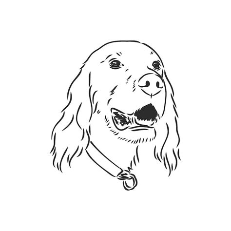 Premium Vector Dog Hand Drawn English Setter Vector Illustration