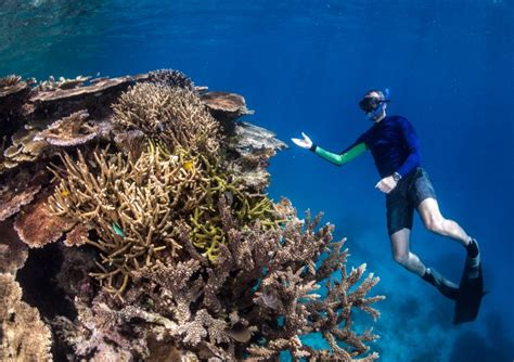 Careers In Coral Reef Science Queensland Museum Blog