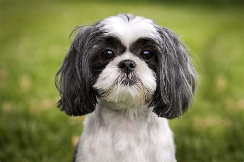 Shih Tzu | Description, Lion Dog, Weight, & Facts | Britannica