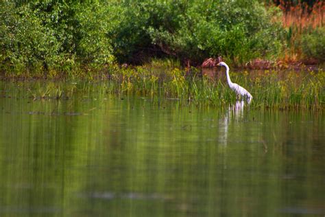 Stirc Mare Lacul Beleu Din Rezervatia Prutul De Jos Victoria