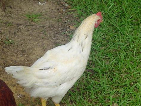 All About Amberlinks Page 3 Backyard Chickens Learn How To Raise