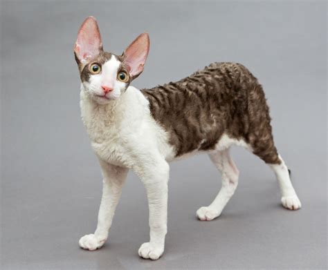 Calico Cornish Rex