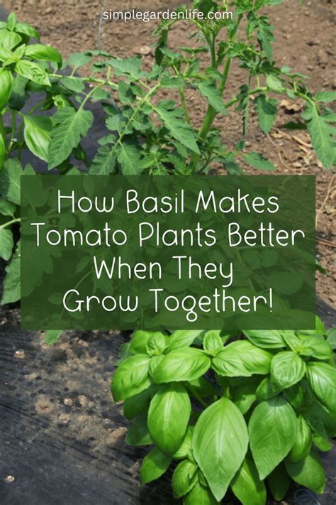 Companion Planting With Basil And Tomatoes In 2023 Basil Plant