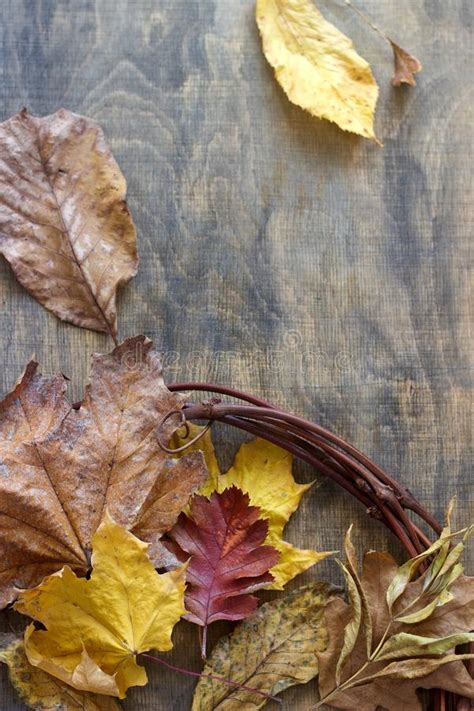 Achtergrond Met De Herfstbladeren Van Diverse Vormen En Kleuren Een