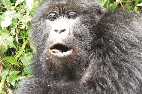 Gorilla Virunga Bwindi