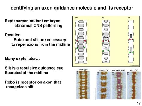 Ppt Principles Of Axon Guidance Powerpoint Presentation Free