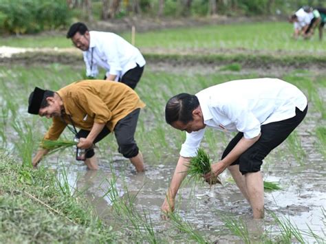 Jokowi Turun Ke Sawah Menanam Padi Bersama Petani Tuban Opsi Id