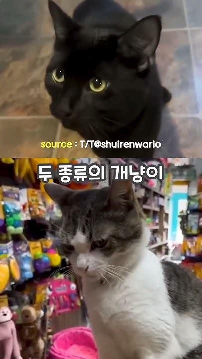 두 종류의 개냥이 그냥 개냥이 Vs 개같x은 냥이 😻🙀 Shorts Cat 개냥이 고양이 냥이 Youtube