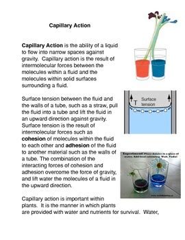 Capillary Action by The Common Core and More | TPT