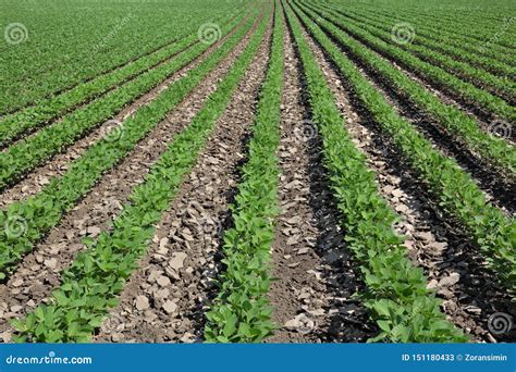 Planta De Feij O De Soja No Campo Na Mola Imagem De Stock Imagem De