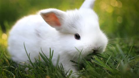 El Conejo Como Mascota Dom Stica