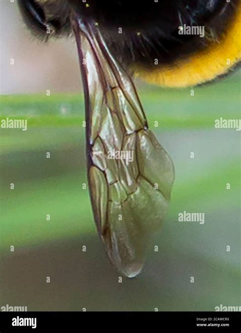 Bee wing in detail Stock Photo - Alamy