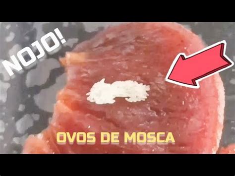 Ovos De Mosca Varejeira No Alimento Cuidado Youtube