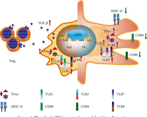 Figure 1 From The Role Of Autoimmune Regulator AIRE In Peripheral