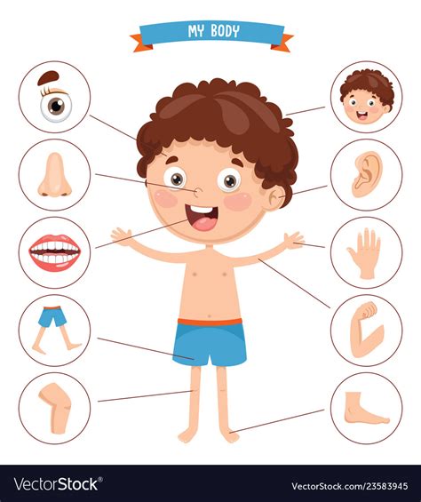 Human Body Royalty Free Vector Image Vectorstock