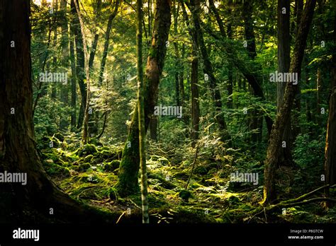 Selbstmord Wald Fotos Und Bildmaterial In Hoher Aufl Sung Alamy