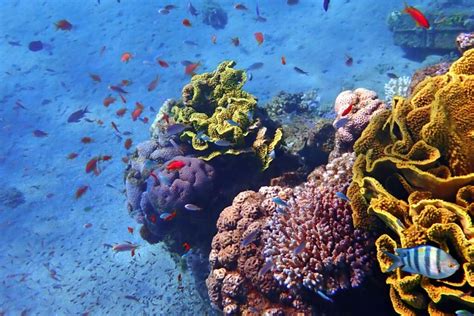 Biodiversità marina la protezione degli oceani Ecoblog