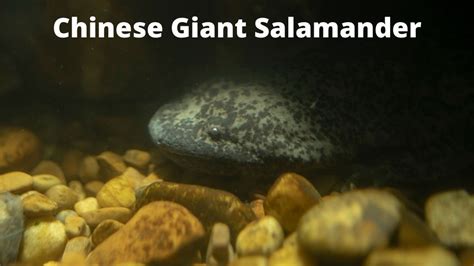 Giant Salamander Planet Earth