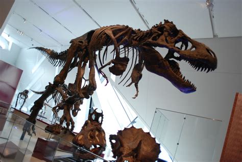 The Largest Collection of Dinosaur Fossils in North America