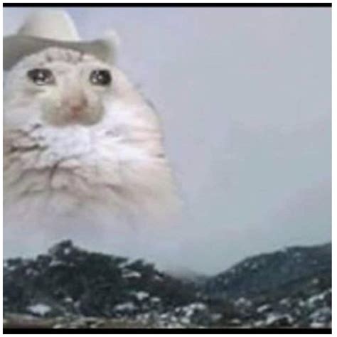 Cat Memes Dank Memes Amino