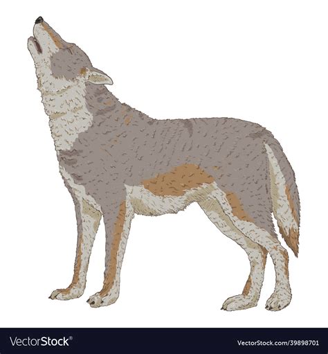 Wolf Howling Cartoon Royalty Free Vector Image