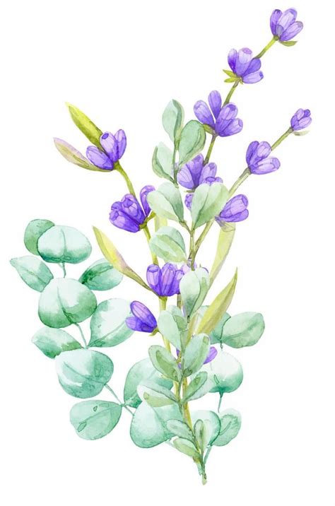 A Bouquet Of Green Eucalyptus Leaves And Lilac Lavender Watercolor