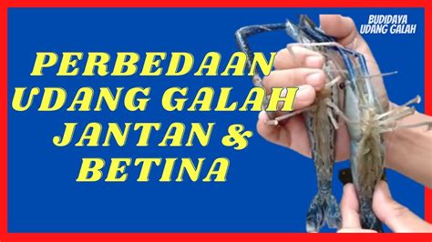 UDANG GALAH JANTAN DAN BETINA Cara Mengetahui Perbedaan Udang Galah