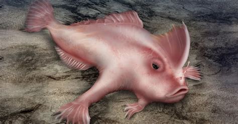 Cómo Es El Fascinante Pez Rosado Con Brazos Una Especie En Peligro De