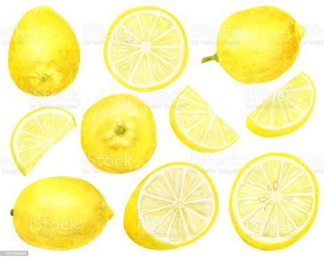 Watercolor Fresh Lemon Set Hand Drawn Botanical Illustration Of Yellow Citrus Fruits Isolated On