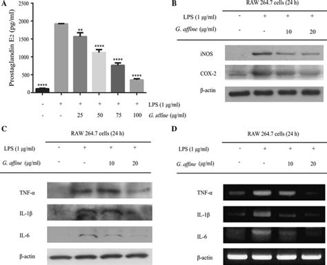 The Prostaglandin Pge2 Production And Expression Of Inos Cox 2 And