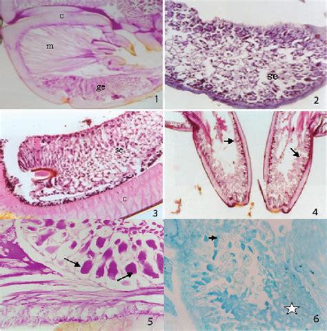 Figure From Histology And Histochemistry Of The Venom Apparatus Of