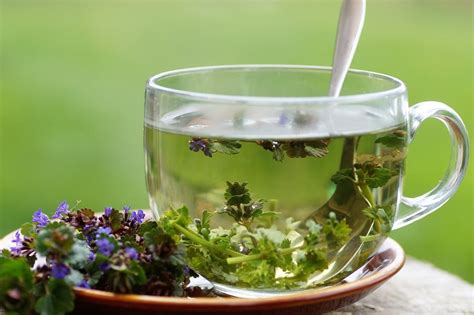 Las 8 Mejores Plantas Relajantes Para Infusiones