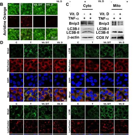 Vit D reduces TNF α induced mitophagy in A549 cells a A549 cells were