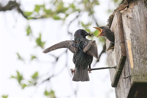 Der Am Lautesten Schreit Foto And Bild Vögel Natur Tiere Bilder