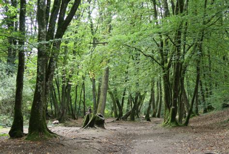 Randonn E D Couverte De La For T De Chambaran Avec Un Accompagnateur