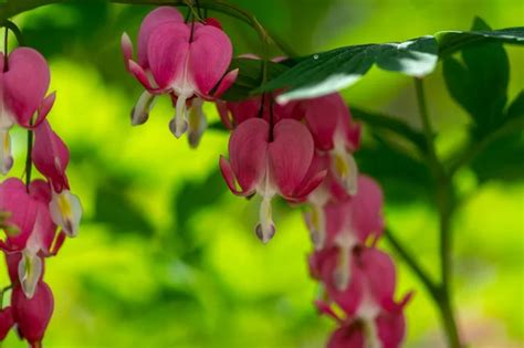 Dicentra Spectabilis Bleeding Heart Flowers In Hearts Shapes In Bloom